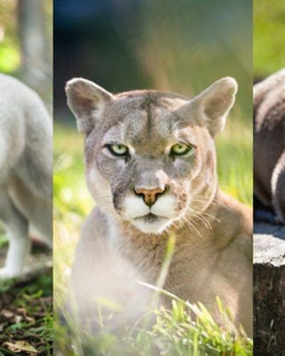 bioparc_de_la_gaspesie_1