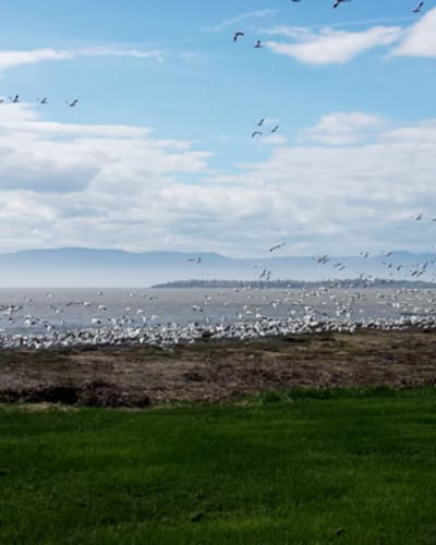 camping_municipal_de_lisle_aux_grues_1