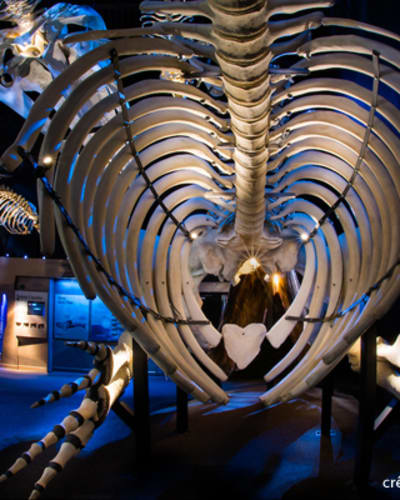 centre_dinterpretation_des_mammiferes_marins_cimm_1
