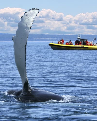 croisieres_aml_charlevoix_1