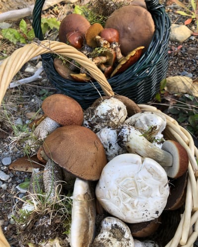 decouvrez_les_champignons_forestiers_du_bas_saint_laurent_1