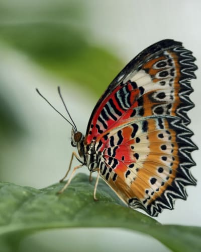 espace_pour_la_vie___insectarium_de_montreal_1