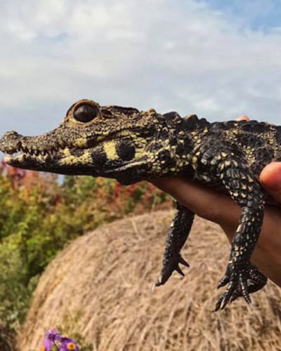 ferme_des_reptiles_exotarium_1