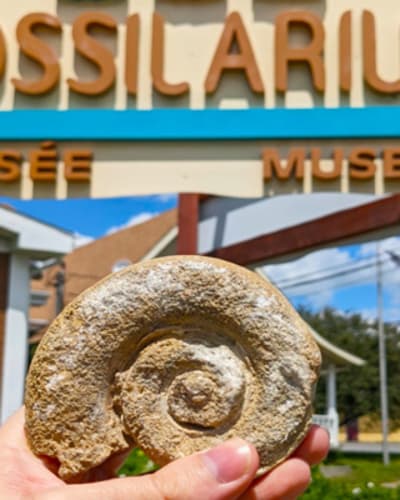 fossilarium_1