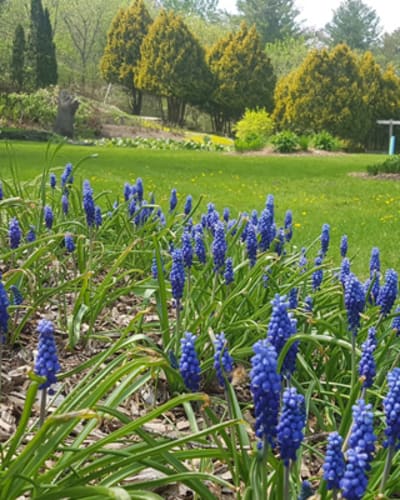 jardins_moore_gardens_1