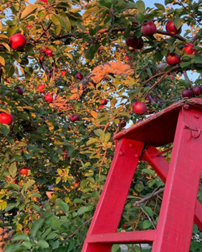labonte_de_la_pomme_1