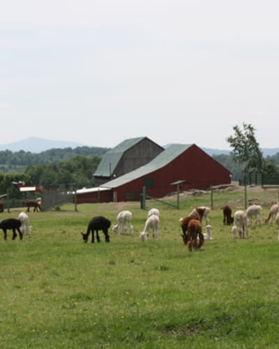 les_alpagas_de_la_ferme_norli_1