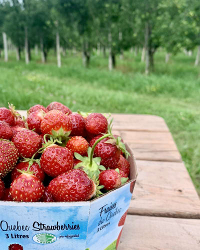 les_fraises_louis_hebert_1