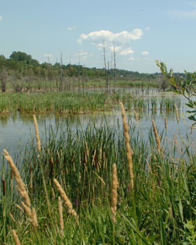 marais_leon_provancher_1