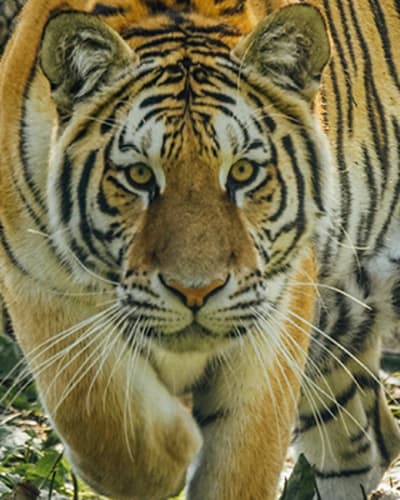 miller_zoo_1