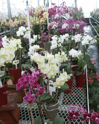 paradis_des_orchidees_1