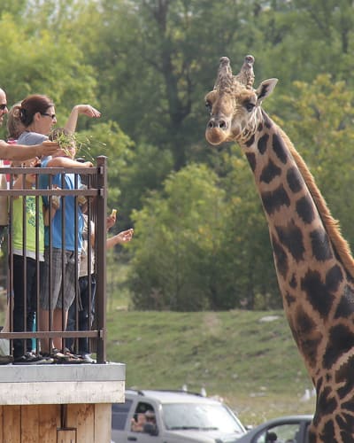 parc_safari_1