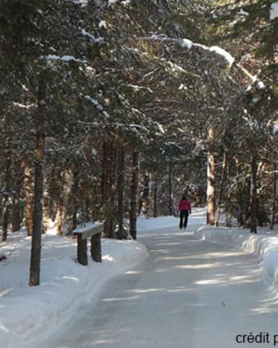patinoire_en_foret_au_coeur_du_lac_des_loups_1
