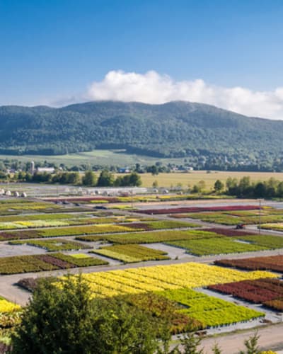 pepiniere_abbotsford_1