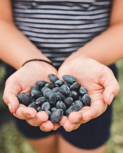 petits_fruits_st_louis_1