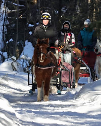 poney_des_neiges_1