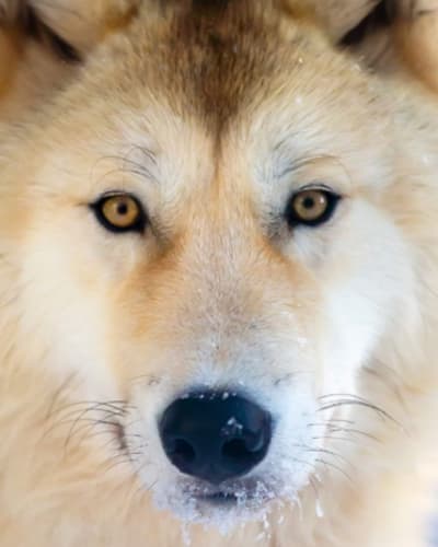 sanctuaire_de_loups_lupo_1_h
