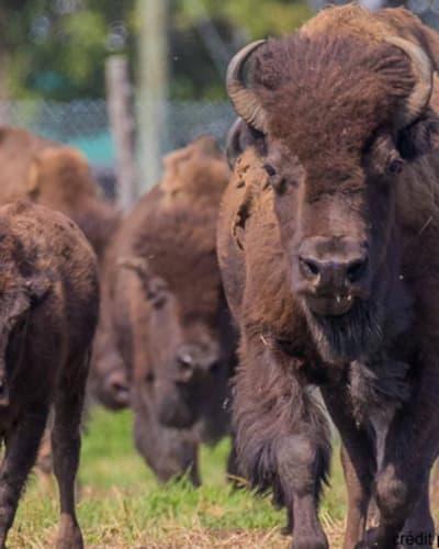 terre_des_bisons_1
