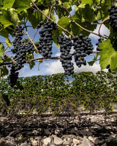 vignoble_du_marathonien_1