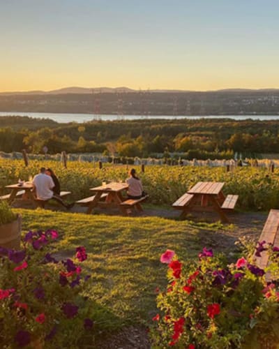 vignoble_isle_de_bacchus_1