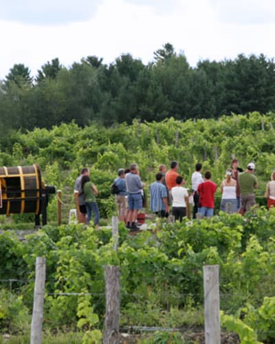 vignoble_le_cep_dargent_1