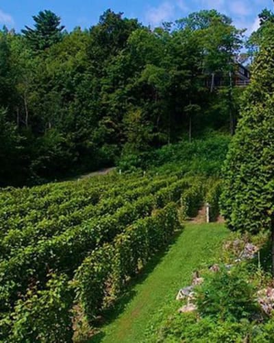 vignoble_le_domaine_des_3_moulins_1