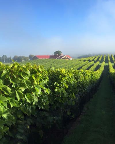 Vignoble Les Vallons de Wadleigh
