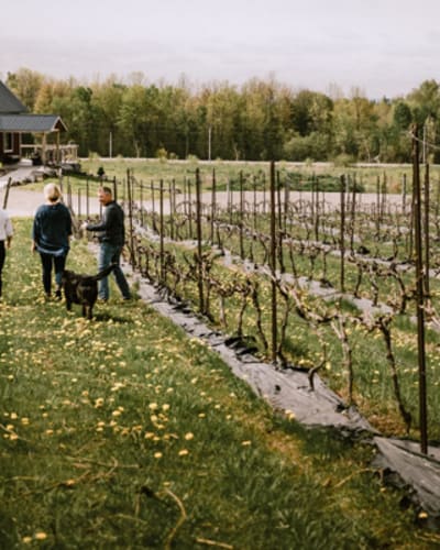 vignoble_petit_chariot_rouge_1