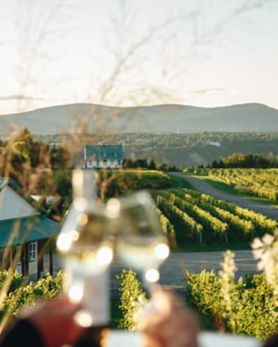 vignoble_sainte_petronille_1