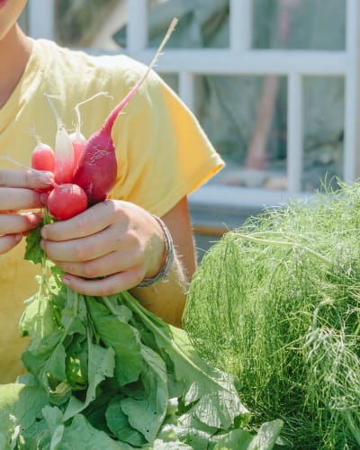 Projet La Ruche - An individual holding fresh radishes