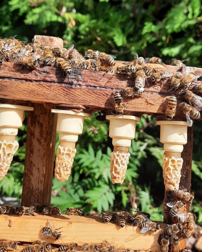 Ruches d'abeilles.