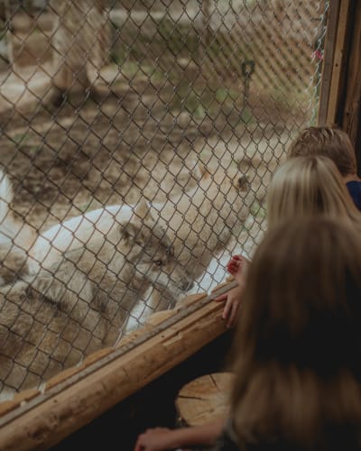 Sanctuaire de loups LUPO - Trois personnes accroupies interagissent avec trois loups, derrière une clôture