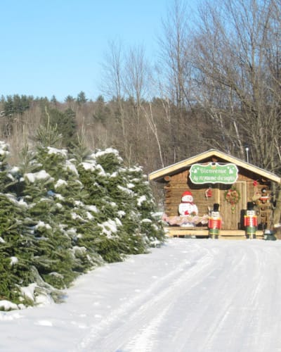 Sapins et cabane en bois. 