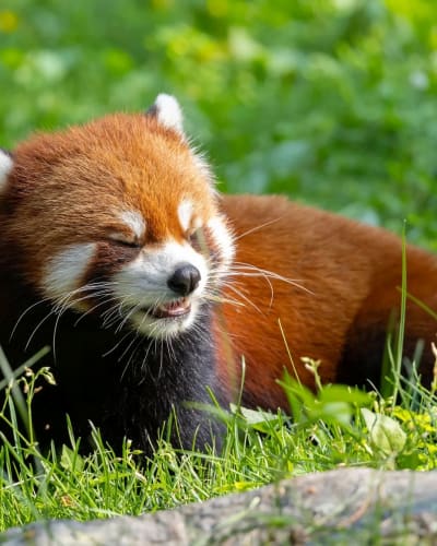 Forfait zoo.