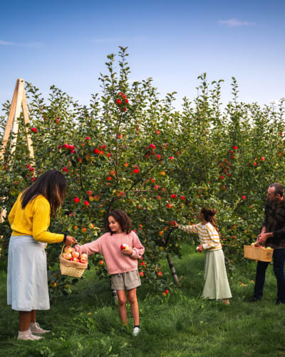 Famille cueillant des pommes au verger.