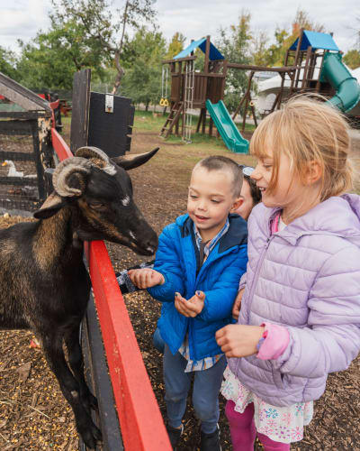 Children watching a goat in the orchard. 