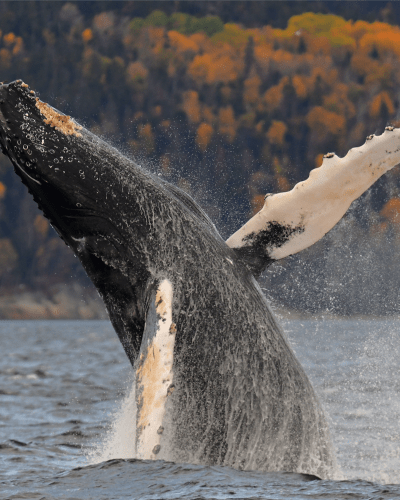 A humpback whale breaking the surface.