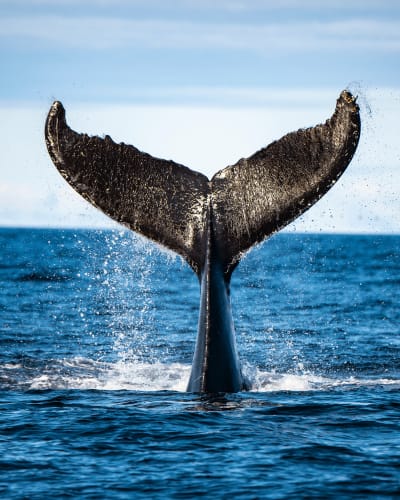 Queue de baleine sortant de l'eau.