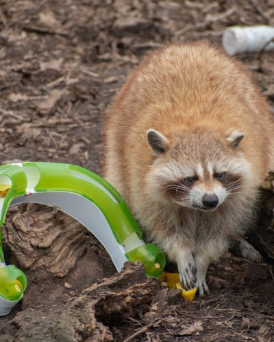 Un raton-laveur du Zoo Ecomuseum.