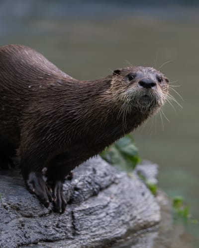 Loutre