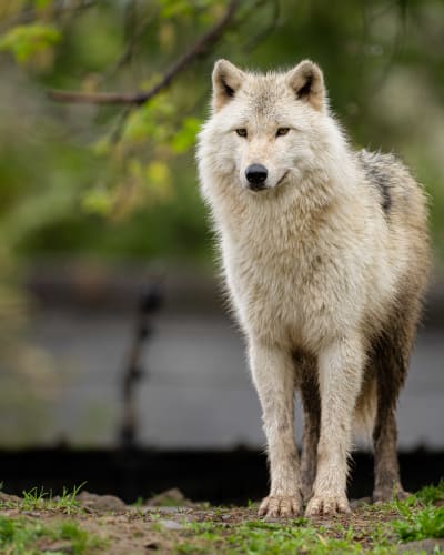 Loup