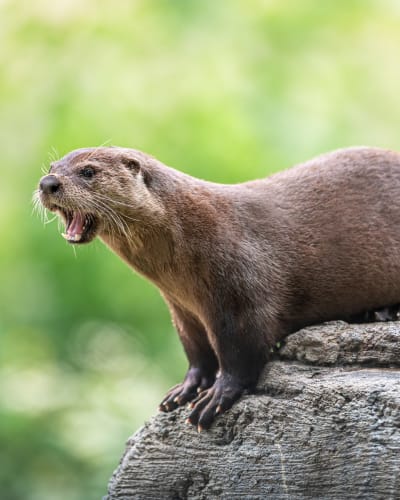 Loutre