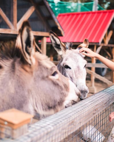 Une jeune fille flatte un âne au Zoo sauvage de Saint-Félicien