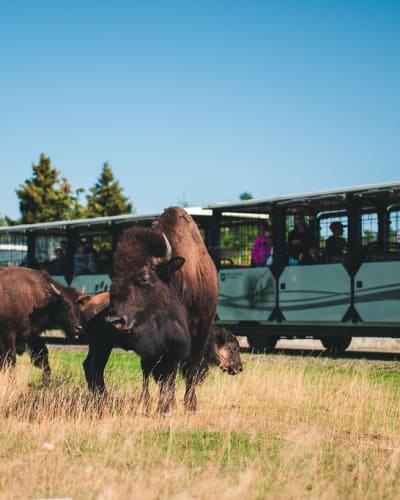 Des bisons au Zoo sauvage de Saint-Félicien