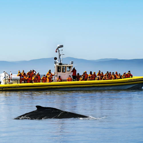 Observation des baleines
