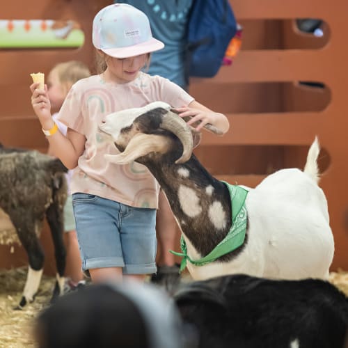 Découverte d’animaux