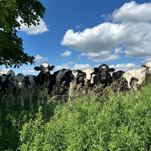 Ferme agrotouristique