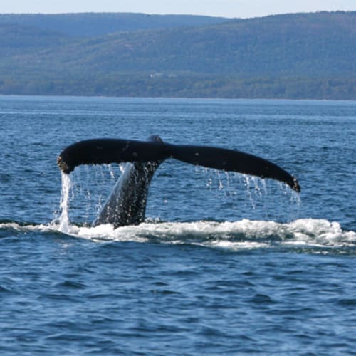 Whale watching
