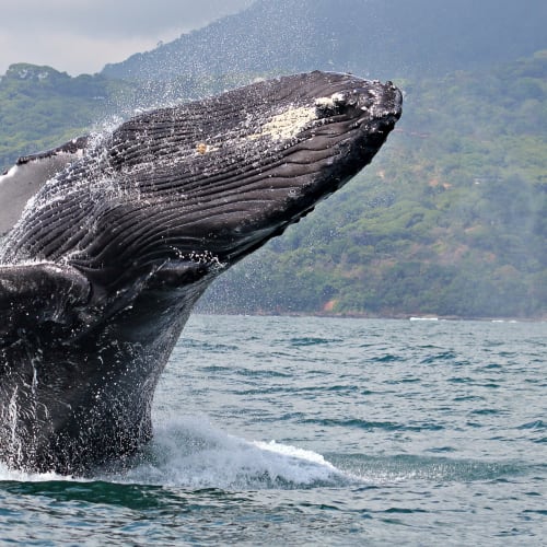 Observation des baleines