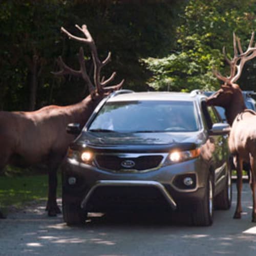 Parc animalier 
